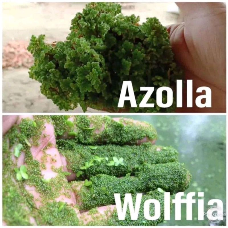 Paket lengkap azola 9ons dan wolfia 2ons azolla wolffia