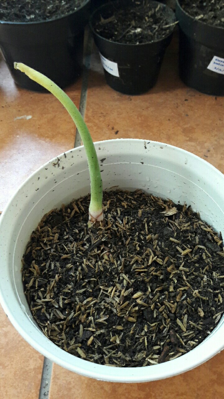 Bonggolan Alocasia Rigina