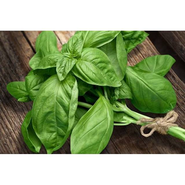 

Daun Basil / 500gr sayuran antik fresh murah dengan kualitas terjamin