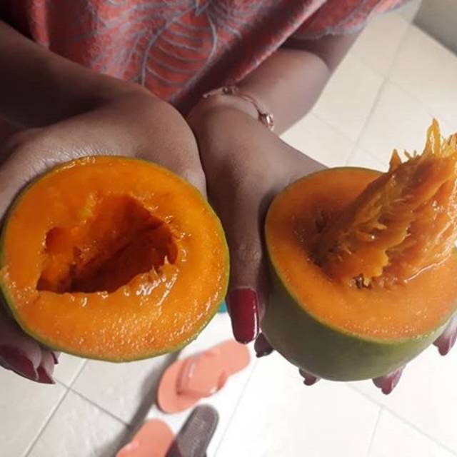 

MANGGA ALPUKAT PASURUAN