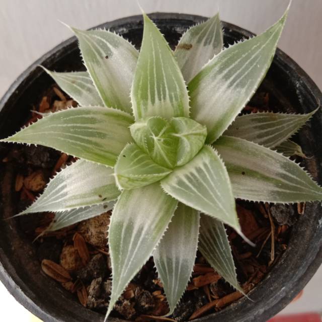 Haworthia magnifica variegata