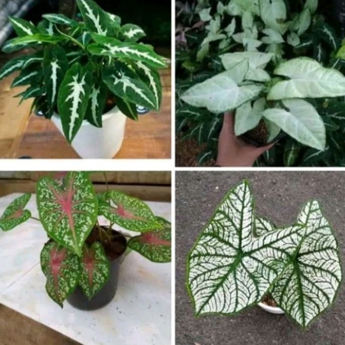 4 paket hemat keladi