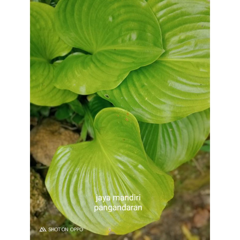 tanaman hias hosta sieboldiana