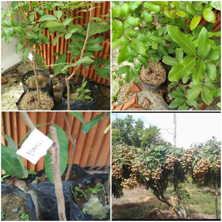 Bibit Kelengkeng Puangray Stek