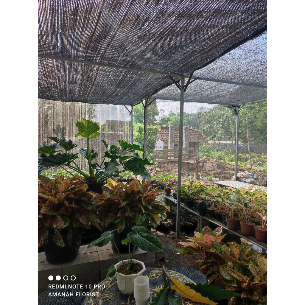 Bunga Sirih Gading Sirih Enjoy Cantik Murah