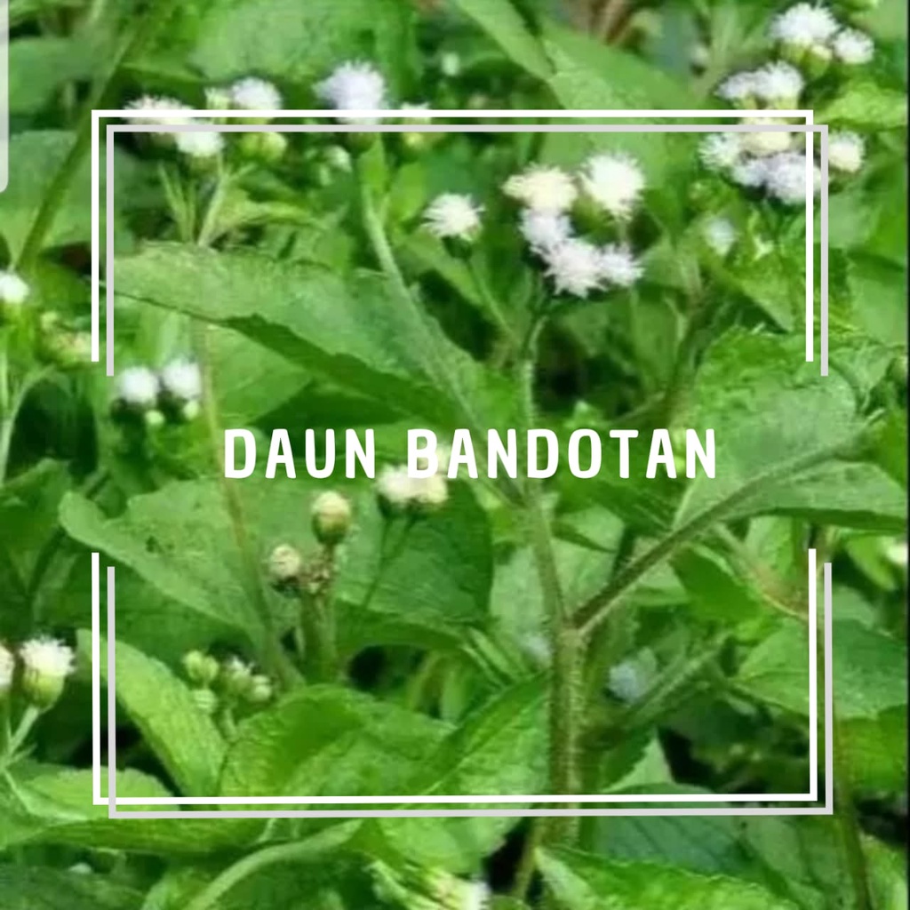 

Daun Bandotan Obat herbal masih segar 200 Gram