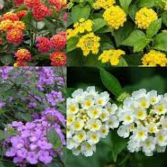 Diskon KODE-597 paket lantana mikro 4 warna(kuning,ungu,putih,merah)