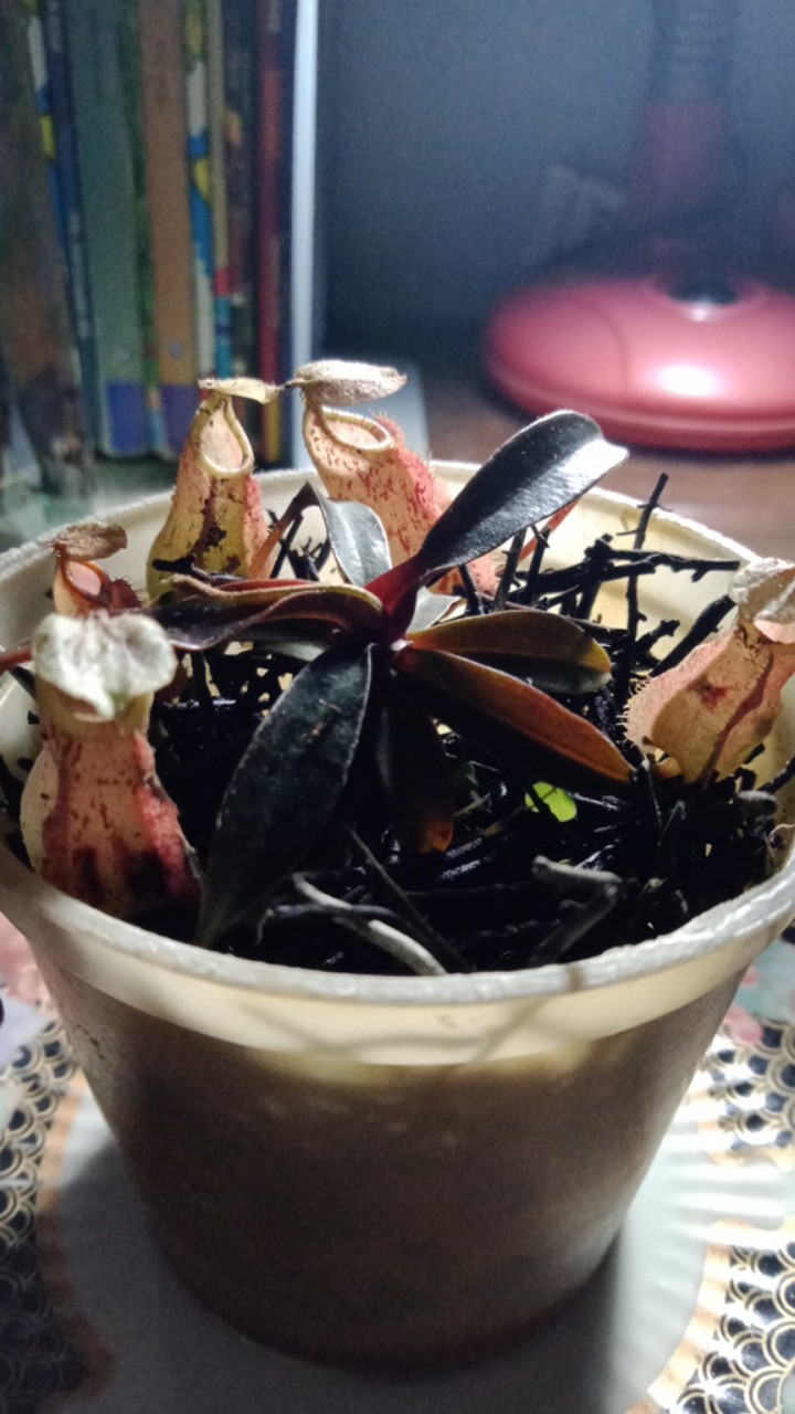 Tanaman Hias Nephentes Raflessiana (s) Hasil Kultur Jaringan