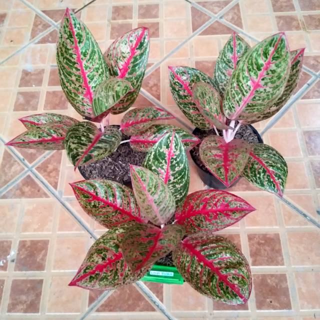  Diana  Tanaman Hias Daun Aglaonema  Aglonema Shopee 