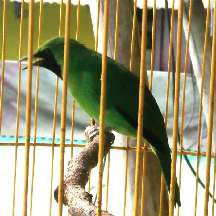 12++ Harga burung cucak ijo mini terupdate