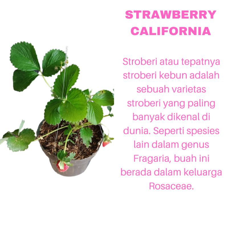 PROMO TANAMAN HIAS BIBIT BUAH STRAWBERRY CALIFORNIA KUALITAS SUPER | MURAH | COD