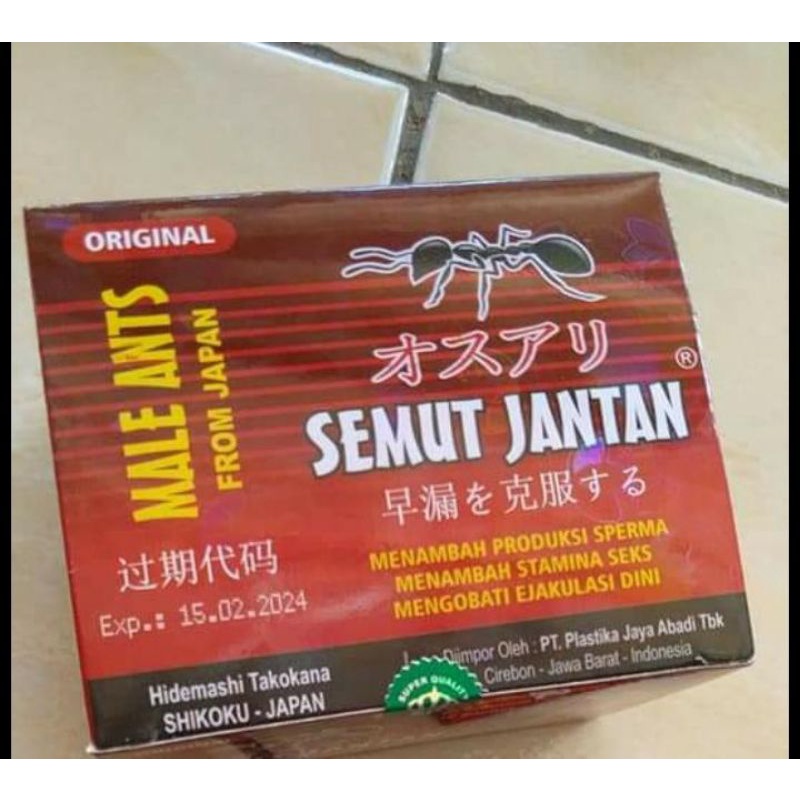 semut jantan