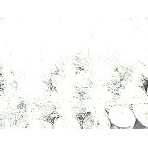 Bunga Jadi.. Bibit Tanaman Cemara Udang - bukan benih, harga termurah.