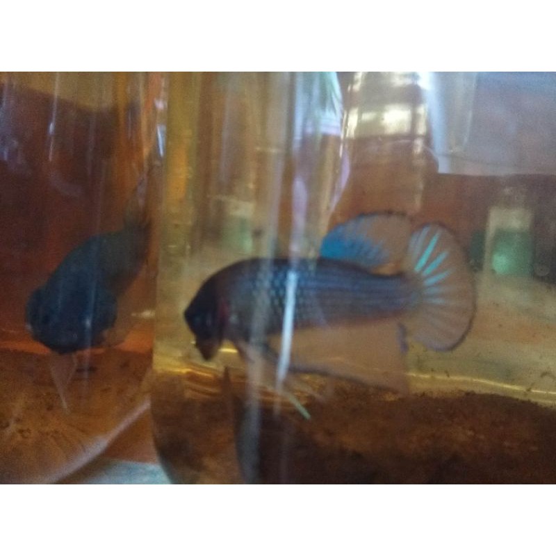 cupang Avatar yellow Cooper indukan