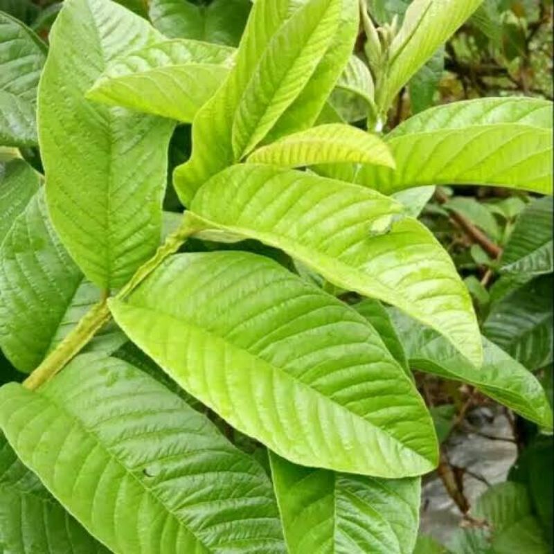 

Daun jambu biji segar dari kebun sendiri