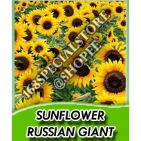 Biji Bunga Matahari Russian Giant Sunflower Shopee Indonesia