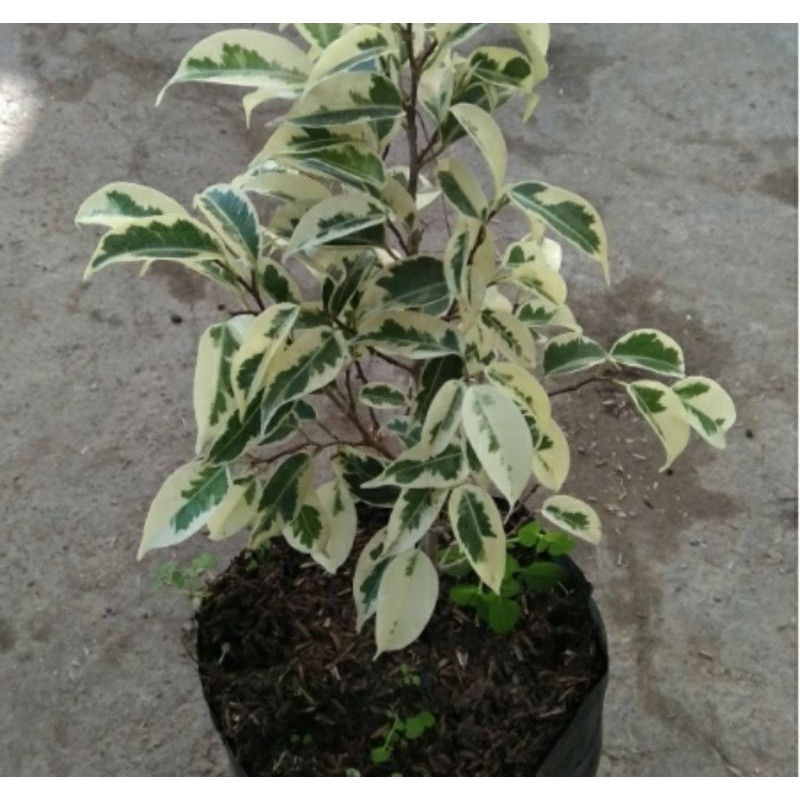 [VARIEGATA] TANAMAN BERINGIN PUTIH BAHAN BONSAI DAN HIASAN TAMAN, HIASAN TAMAN KUALITAS TERBAIK.