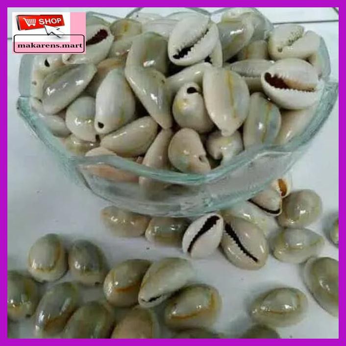 

Wa4Wra- Biji Congklak Kerang Asli Fg7Ry60-