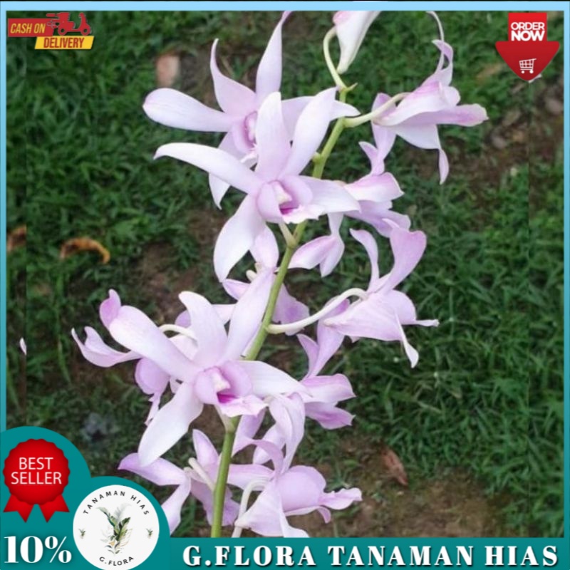 Anggrek Dendrobium Chanel Dewasa GFLORA