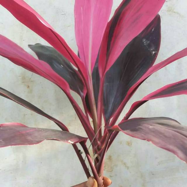 Tanaman Hias Daun Hanjuang Merah Andong Merah Pohon Indoor Outdoor Shopee Indonesia