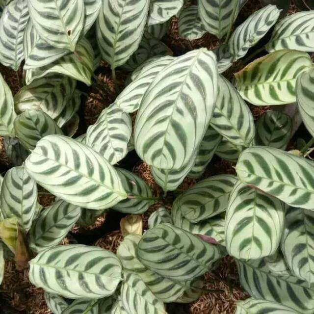 Tanaman hias calathea sepat - kalathea sepat - kalatea sepat - ABR