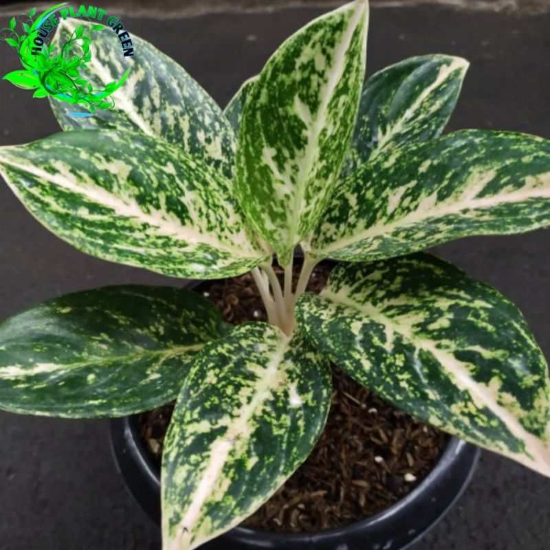 Aglonema Stardust white Remaja