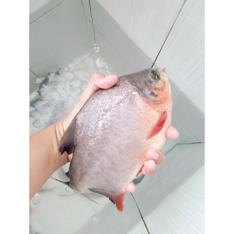 

ikan bawal air tawar fresh