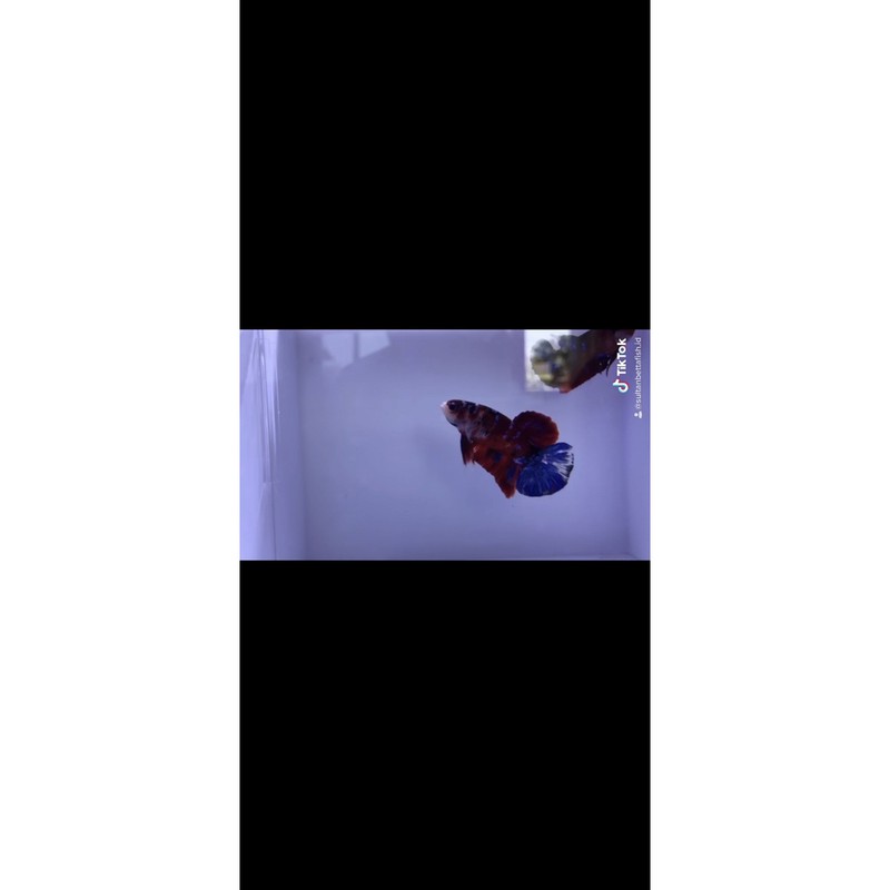 

Red Koi Grade