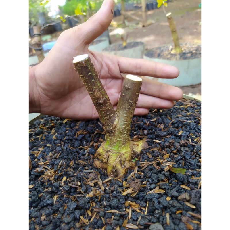 bahan bonsai prokar anting putri