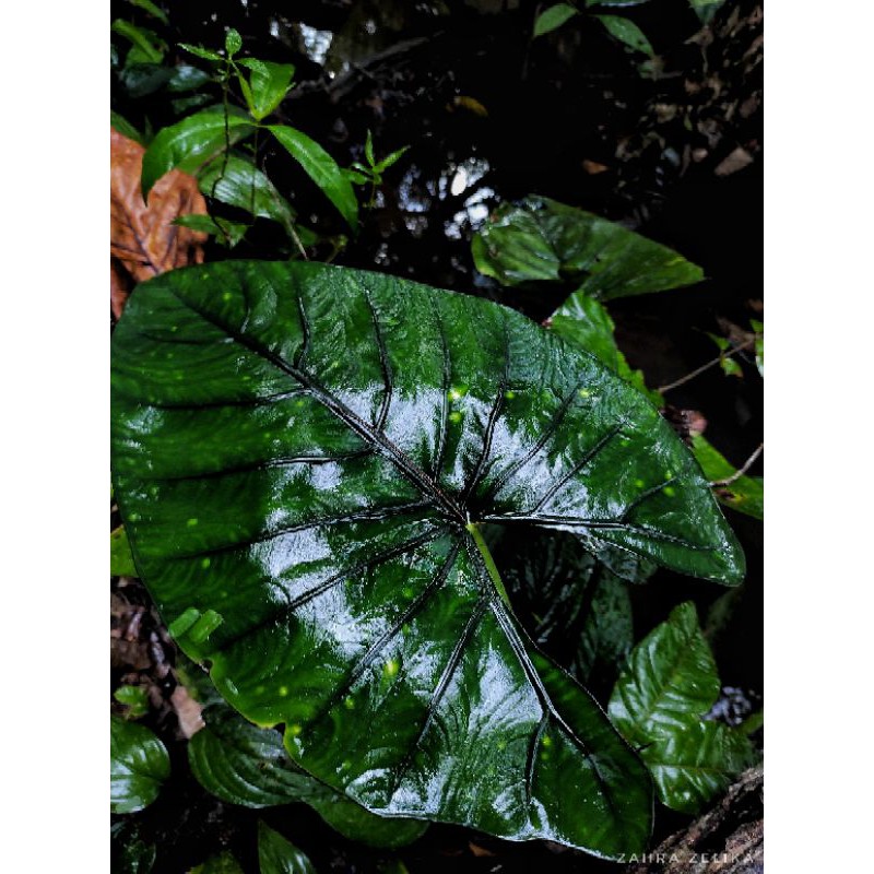 Umbi alocasia sp borneo