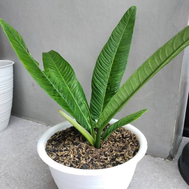 Philodendron Lynette