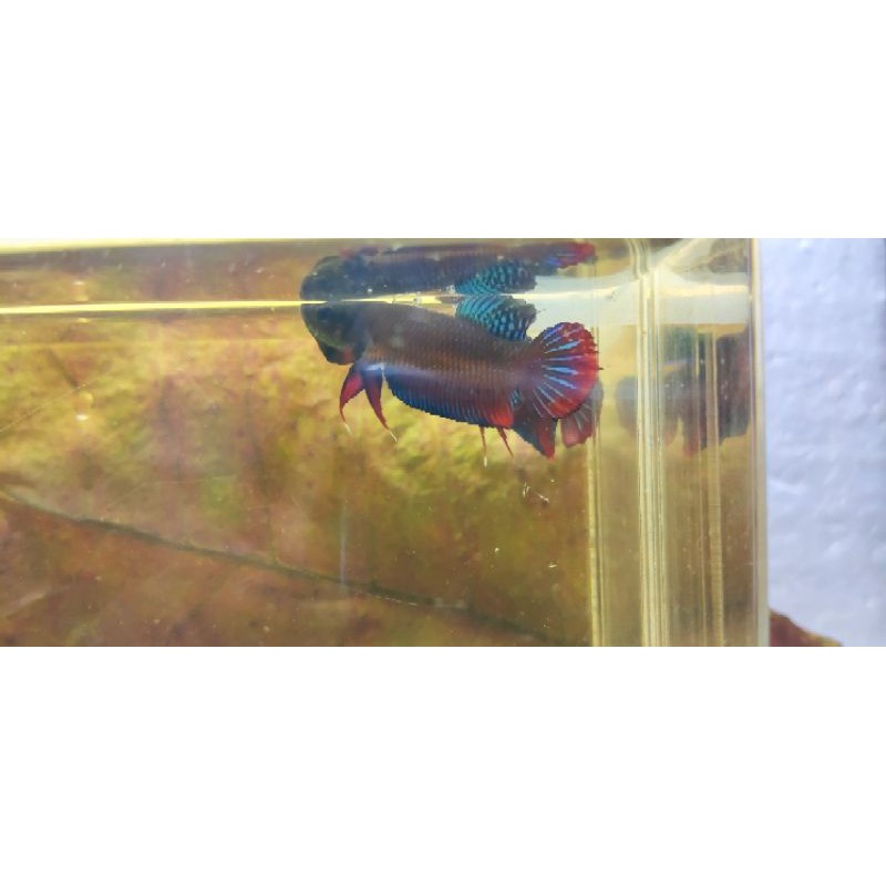 Wild betta splendens tangkapan alam ( ikan laga padi )