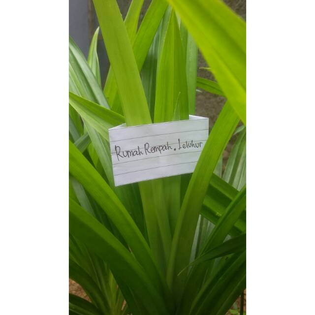 

TERMURAH!!! DAUN PANDAN ORGANIK SEGAR HARGA 1 IKAT