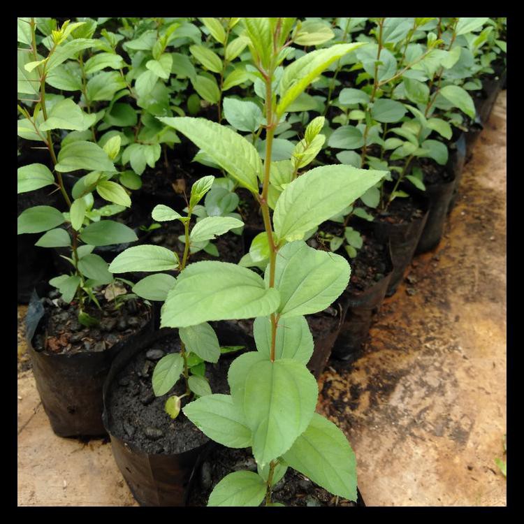 BIBIT POHON BIDARA ARAB ASLI SIDR