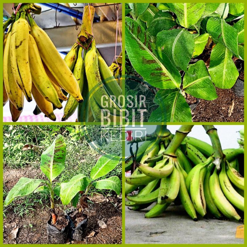 Bibit Pisang Tanduk Super