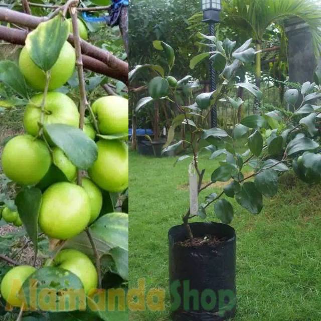 Bibit apel putsa india siap berbunga