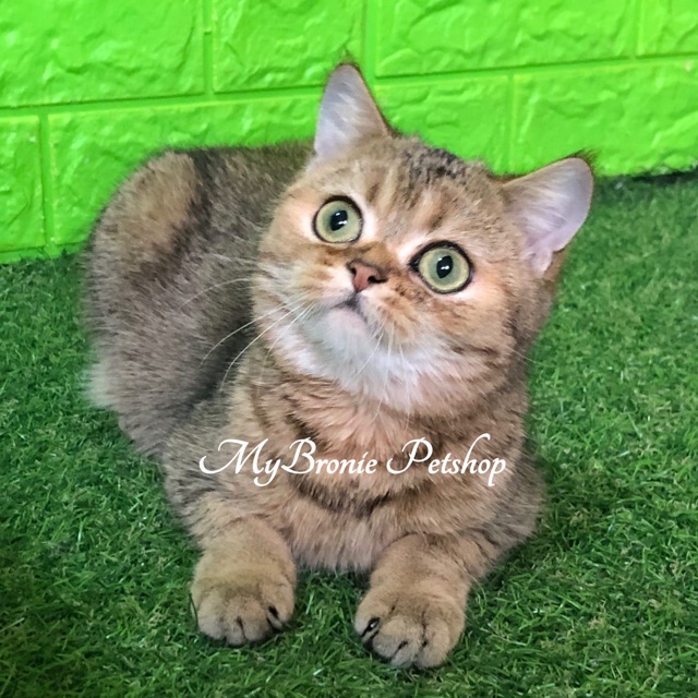  Jual  Anak  Kucing British Shorthair Bandung  KucingComel com