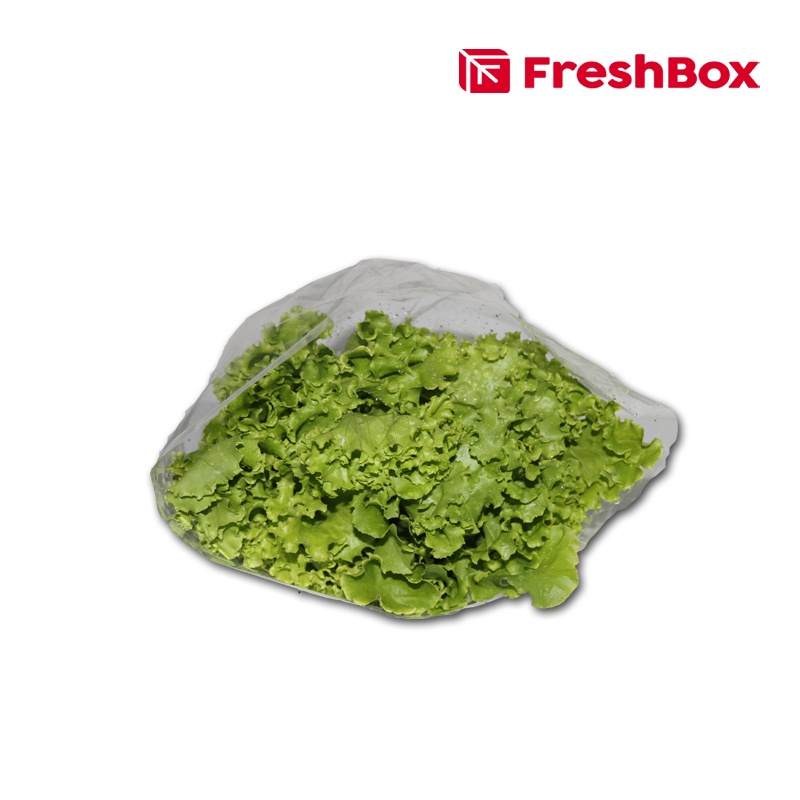 

Selada Keriting/ Lettuce Curly 250gr FreshBox
