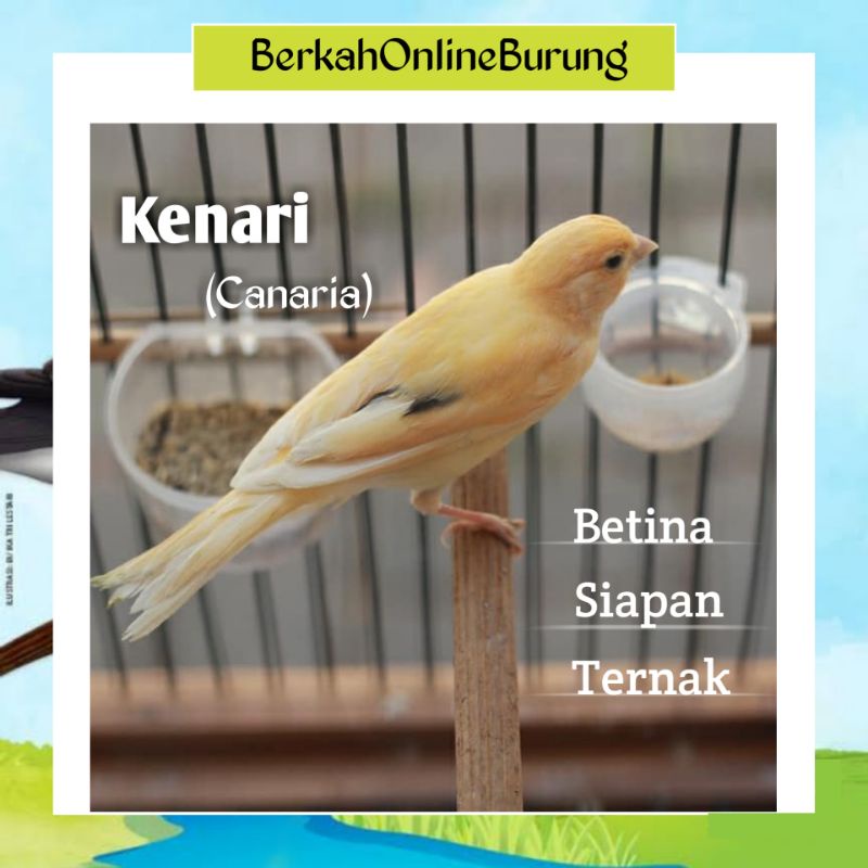 Burung Kenari Loper Betina Siapan Atau Kenari Betina Lokal Super Seri A