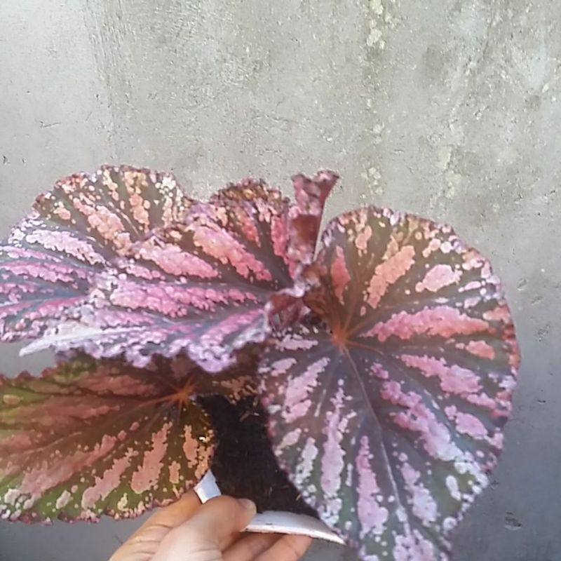 Begonia Rex Pelangi