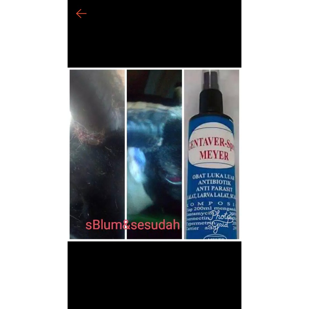 GENTAVER SPRAY Meyer obat KURIS/BOROK/OBAT KUKU PMK/ANTI LARVA BELATUNG/ANTIBIOTIK.