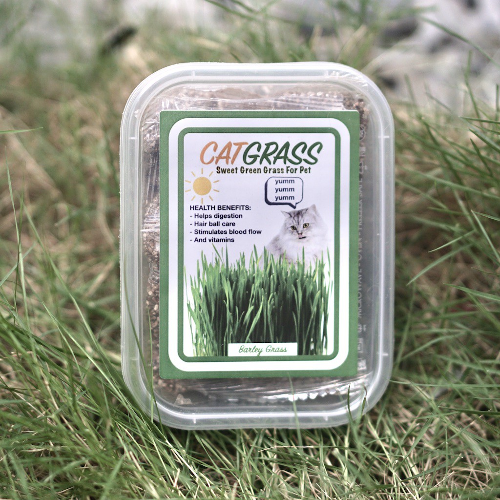 Rumput Kucing Cat Grass Paket Lengkap 2x Tanam Biji Barley Rumput Kucing Import Vitamin kucing