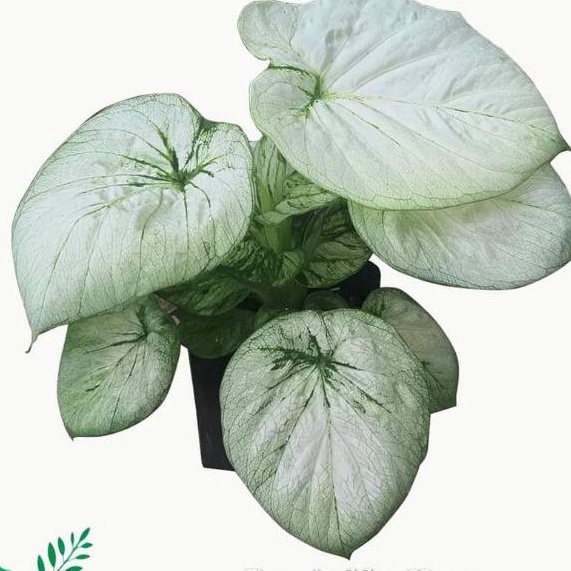 Caladium white cobra