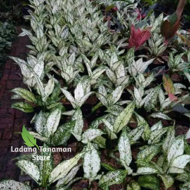 Tanaman hias aglonema snow White - aglonema salju