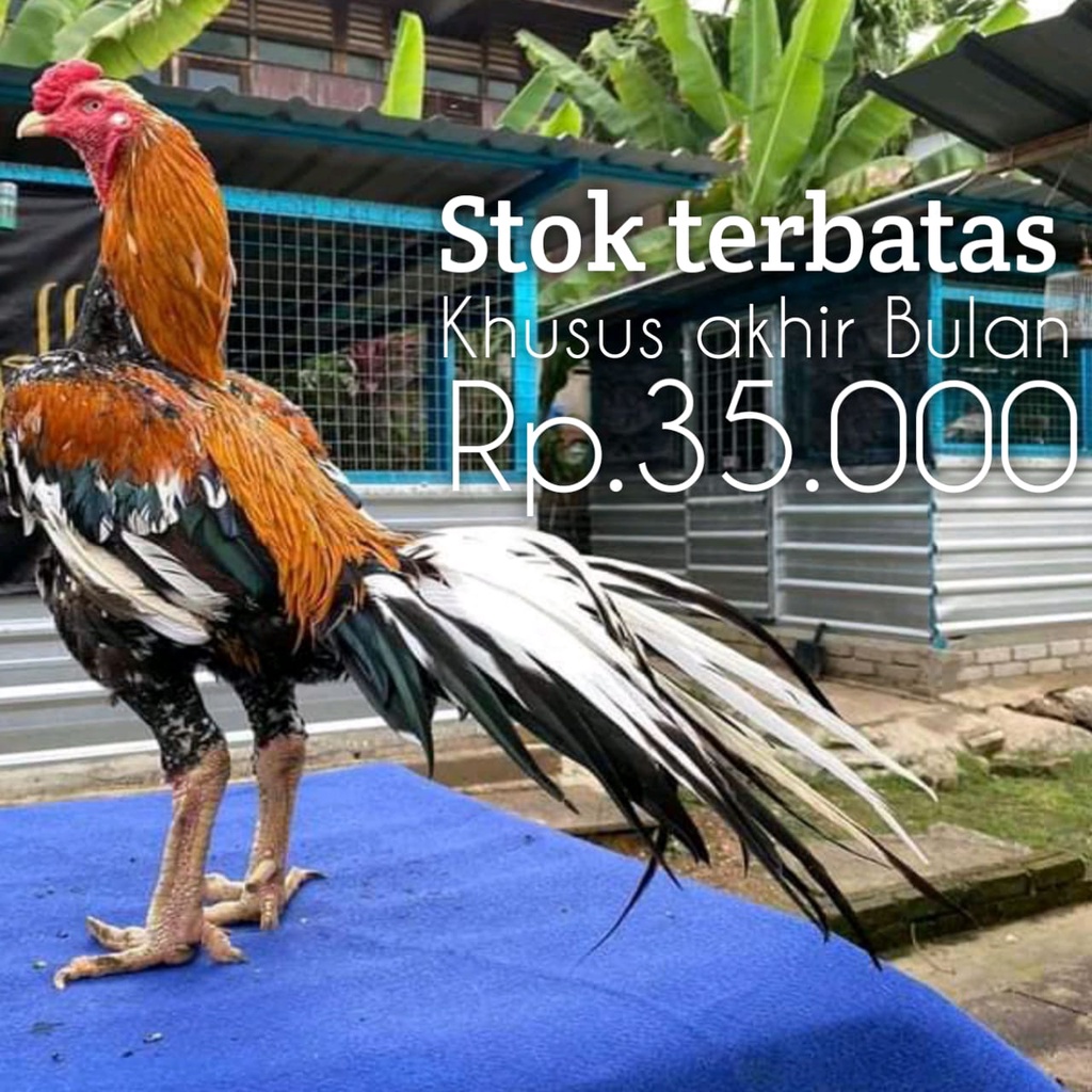 

ayam bangkok ekor lidi telur fertil asli super keren 1 butir