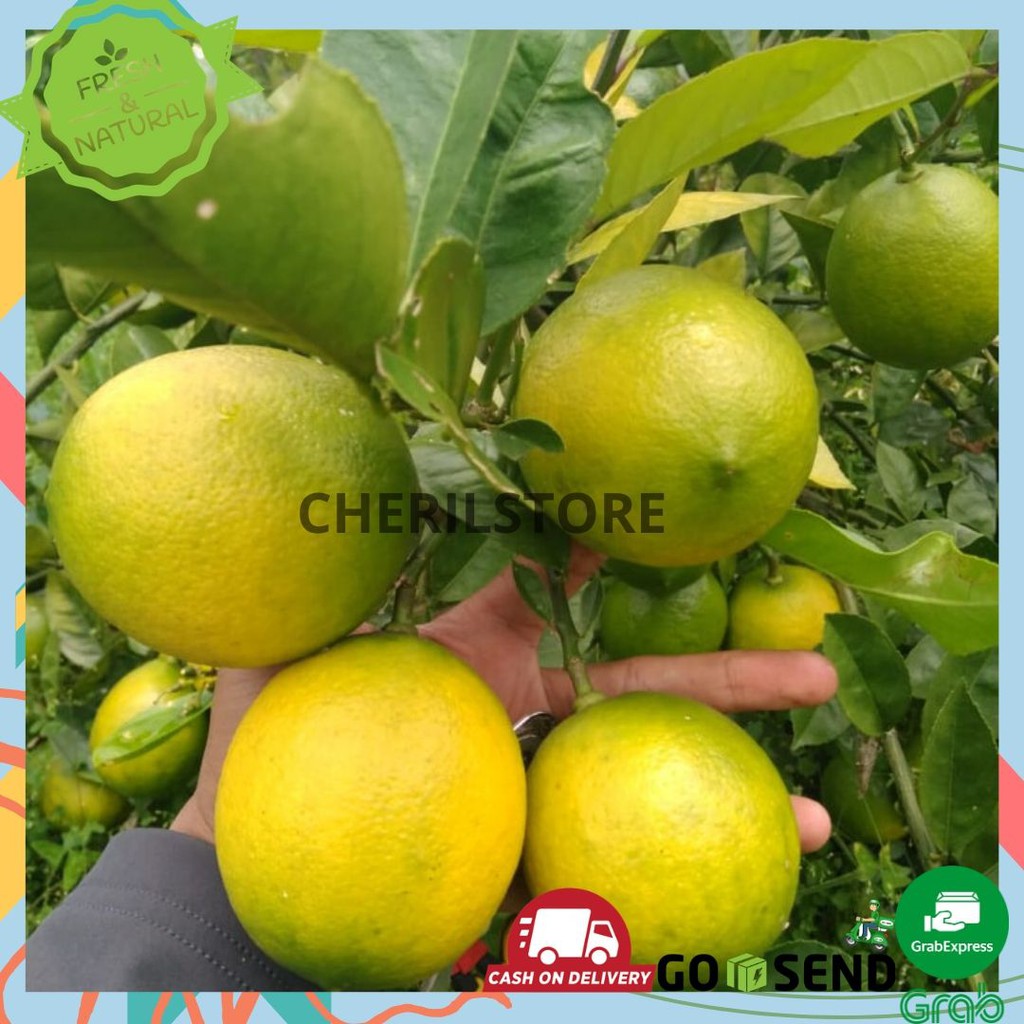 LEMON CALIFORNIA / BUAH SEGAR FRESH BELANJA ONLINE SURABAYA