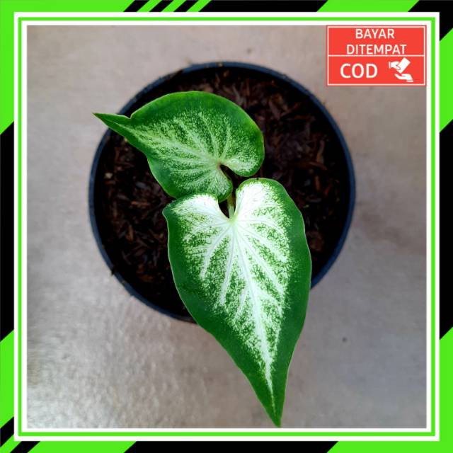 Cod White Knight Bibit Caladium Keladi White Knight Bibit Keladi Murah Shopee Indonesia