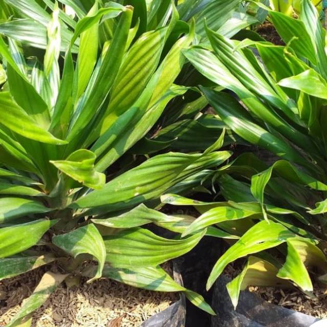 Bunga kemoceng / Benih herbal / hiasan taman