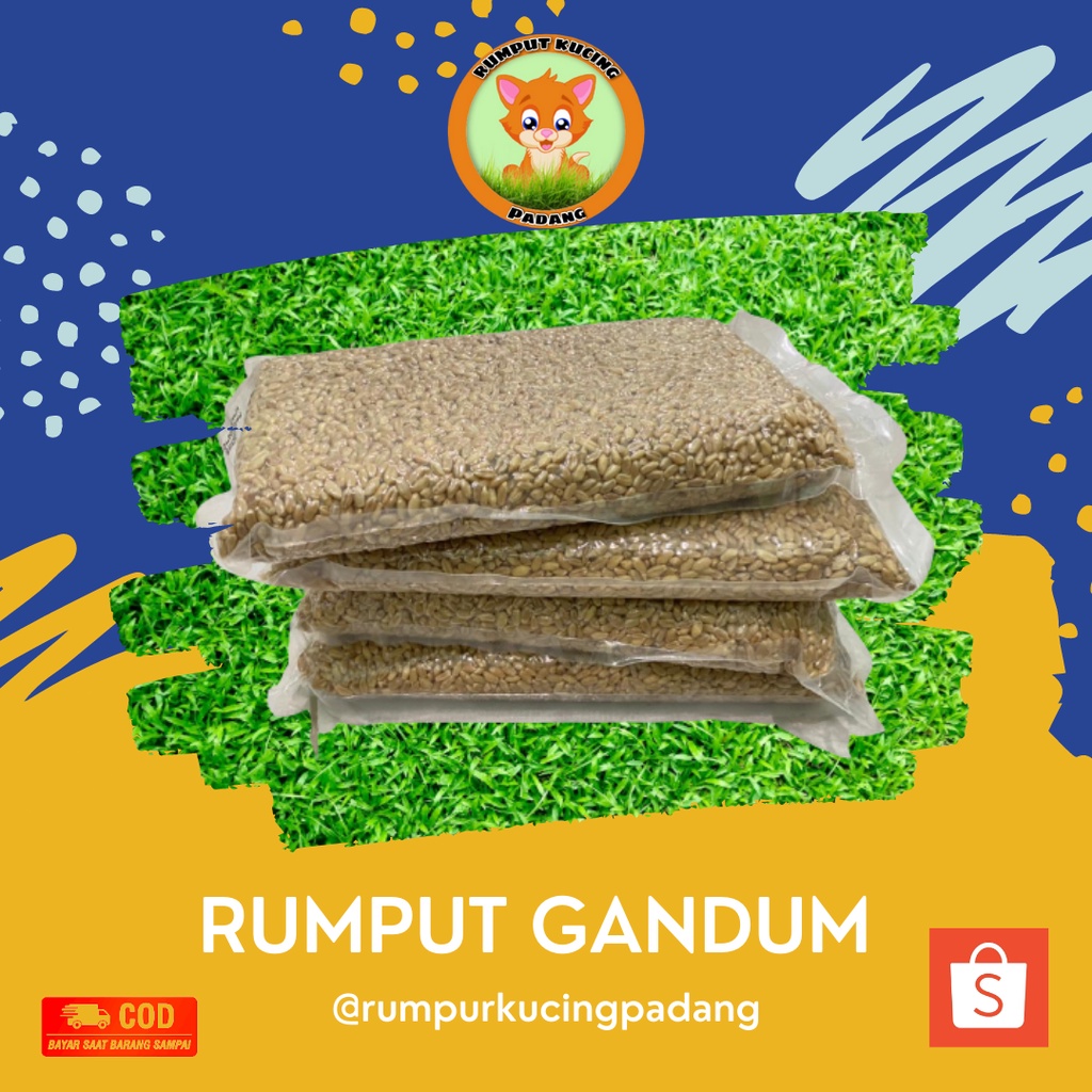 BENIH WHEATGRASS 500gr BIBIT RUMPUT GANDUM KUCING MICROGREEN SEED