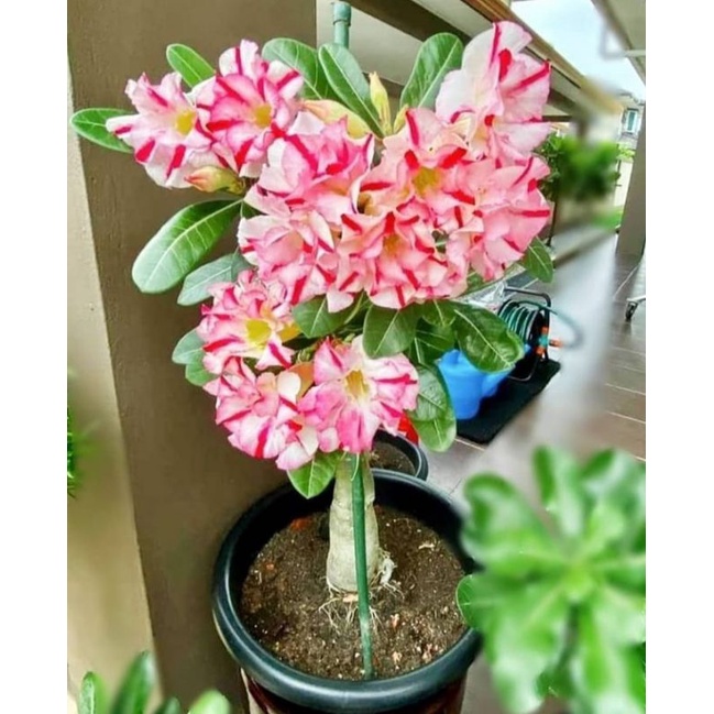 tanaman adenium cabang seribu - bibit tanaman adenium cabser